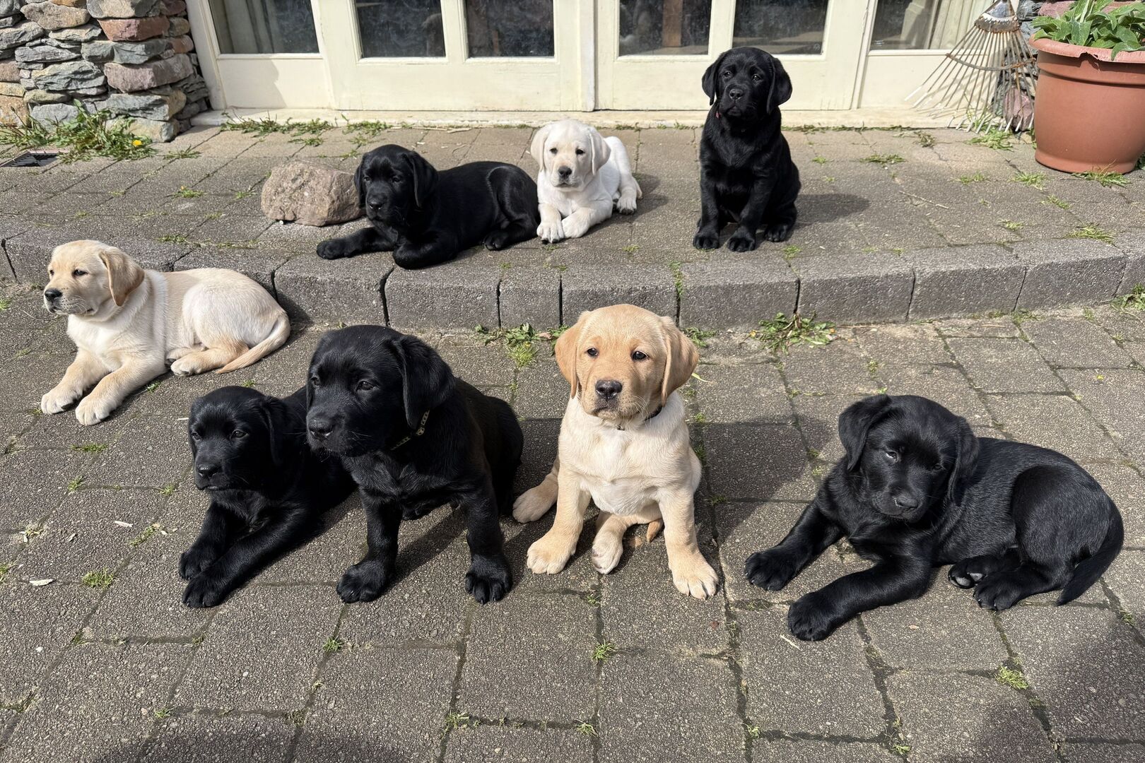 From Kerry with care as guide dog puppies begin training | Irish ...